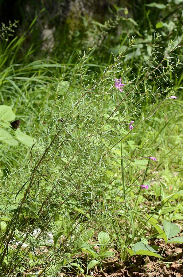 Chamaenerion dodonaei (ex Epilobium dodonaei) / Garofanino di Dodonaeus